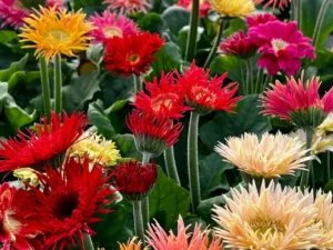 Gerbera Spider in the greenhouse