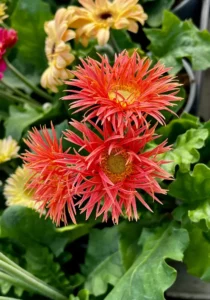 three Gerbera spider salmon