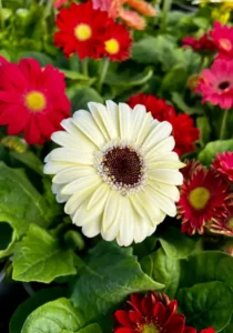 gerbera white in a pot