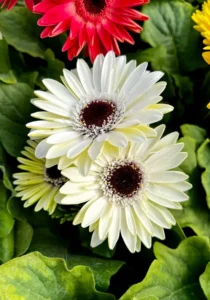 White gerberas close up