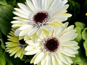 White gerberas close up
