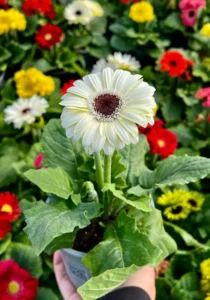 white flower with thick stem