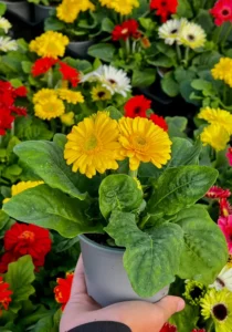 Gerbera Yellow in a pot