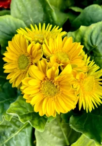 Gerbera Yellow flowers