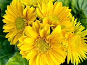 Gerbera Yellow flowers