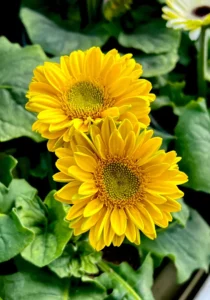 Gerbera Yellow two flowers close up