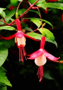 2 blooms of Fuchsia close up