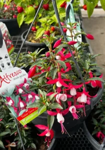 flowers of Fuchsia red and white in a hanger