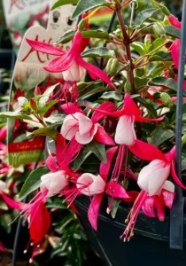 Fuchsia Neon White in a hanging basket