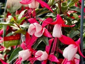 Fuchsia Neon White in a hanging basket