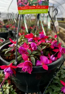 hanger of fuchsia flowers