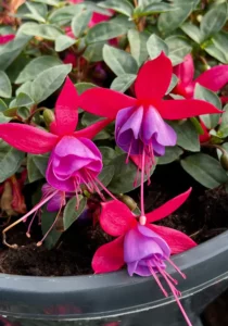 3 blooms of a Fuchsia Pink Lilac in a bowl