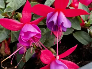 3 blooms of a Fuchsia Pink Lilac in a bowl