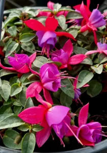 Fuchsia in a hanging basket