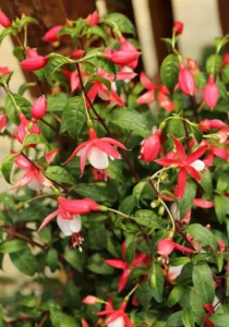 hanging of fuchsia pink and white