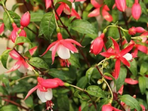 hanging of fuchsia pink and white