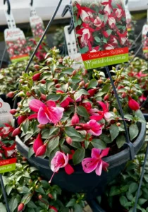 Fuchsia pink in a basket
