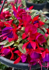 close up of Fuchsia Rose Purple flowers