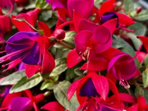 close up of Fuchsia Rose Purple flowers