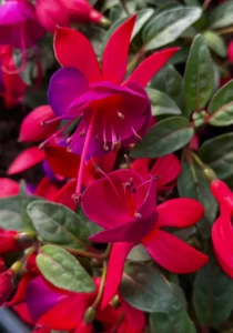 blooms of Fuchsia