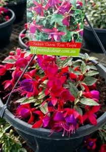 Fuchsia Rose Purple in a bowl garden