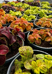 Coleus Bowl folliage multicolor