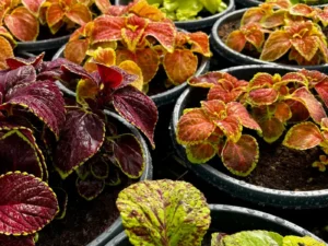 Coleus Bowl folliage multicolor