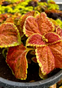 coleus bowl orange
