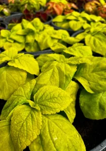 Coleus bowl green