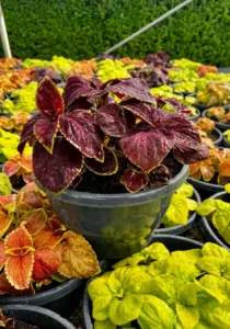 Coleus bowl brown