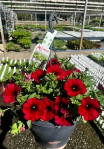 petchoa alfresco garden red flowers