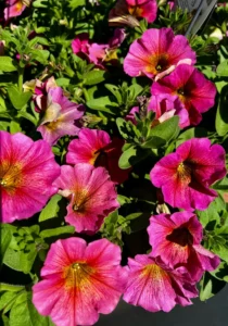 petchoa flowers basket pink