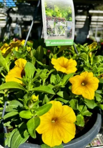 petchoa hanging basket yellow